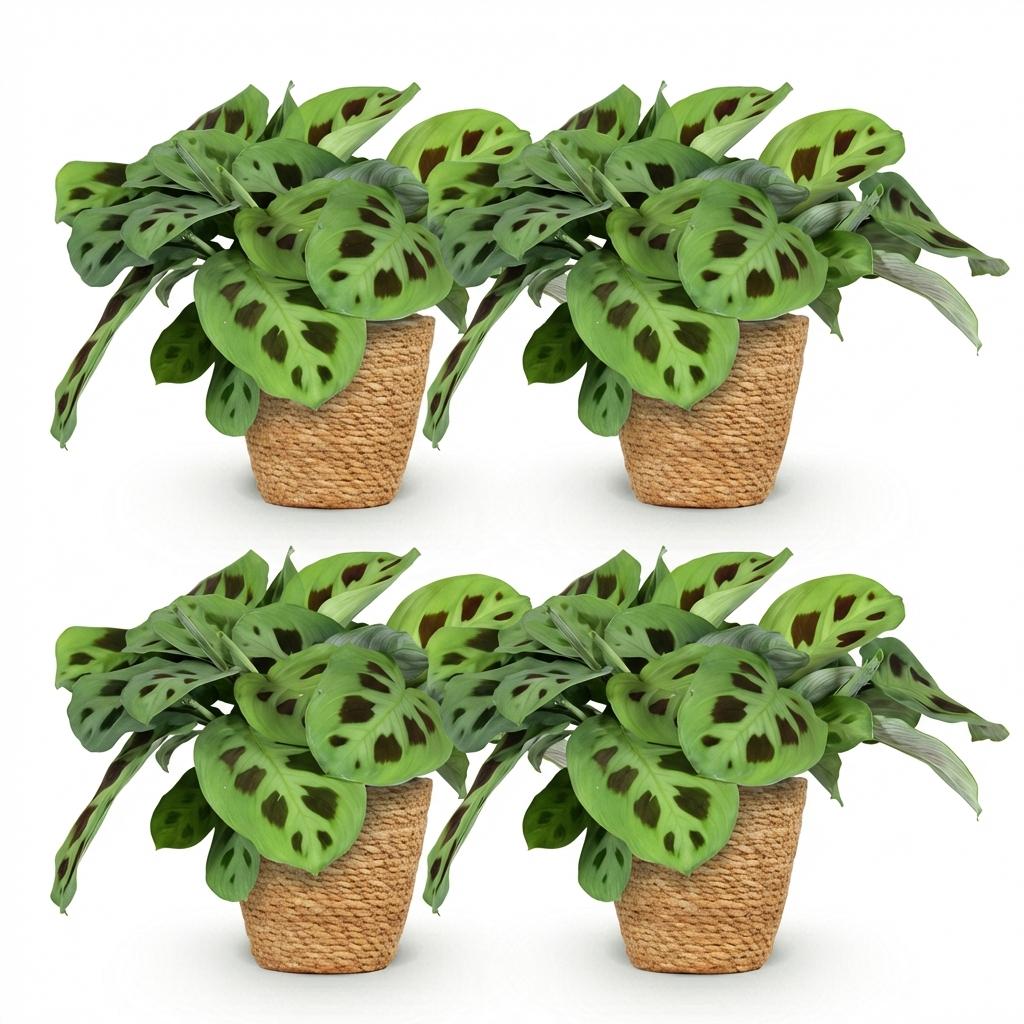 4× Maranta Fascinator Kerchoveana (bedejaguar) med kurv – Ø12 cm, 25 cm høj