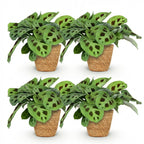 4× Maranta Fascinator Kerchoveana (bedejaguar) med kurv – Ø12 cm, 25 cm høj