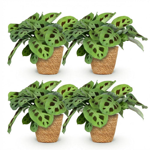 4× Maranta Fascinator Kerchoveana (gebedsplant) met mand – Ø12 cm, 25 cm hoog