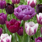 Tulpenmix 'Blueberry' – 35 Blumenzwiebeln (Zwiebelgröße 11/12)