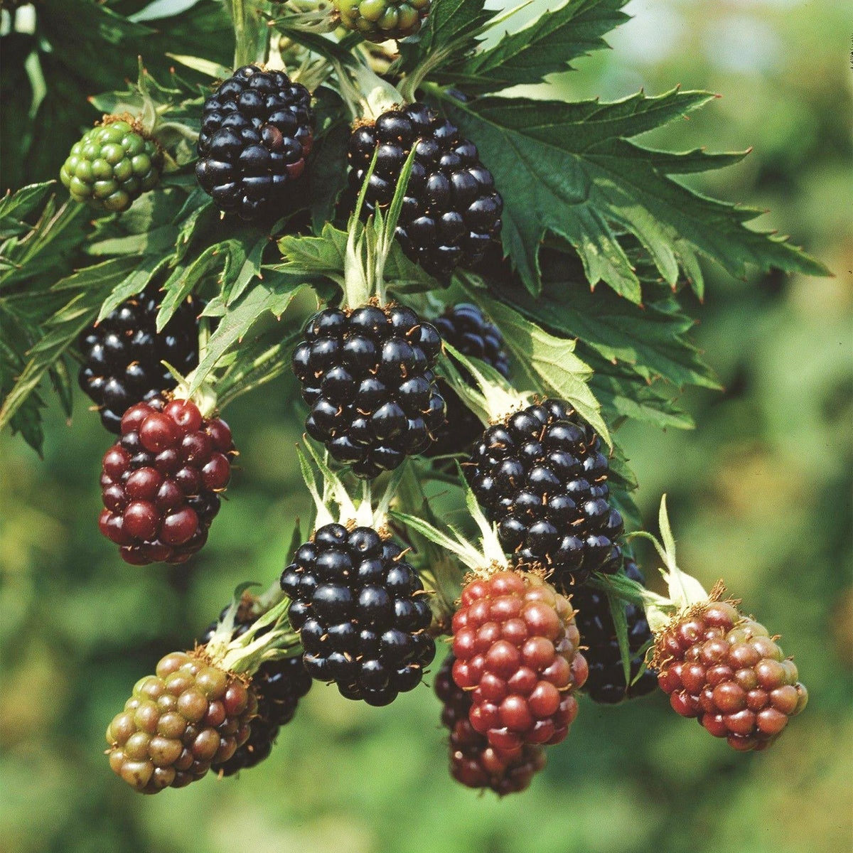 Rubus fruticosus 'Thornless Evergreen' (Brombeere) – 2 Pflanzen, Ø15 cm, 50 cm hoch – Bild 5