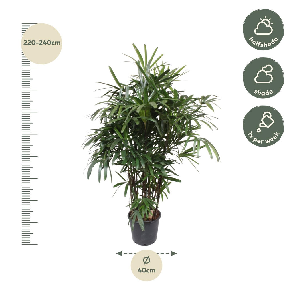 Rhapis Excelsa -200 cm (Rhapis-Palme) – Ø32 cm, 200 cm hoch