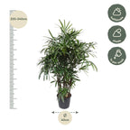 Rhapis Excelsa -200 cm (Rhapis-Palme) – Ø32 cm, 200 cm hoch