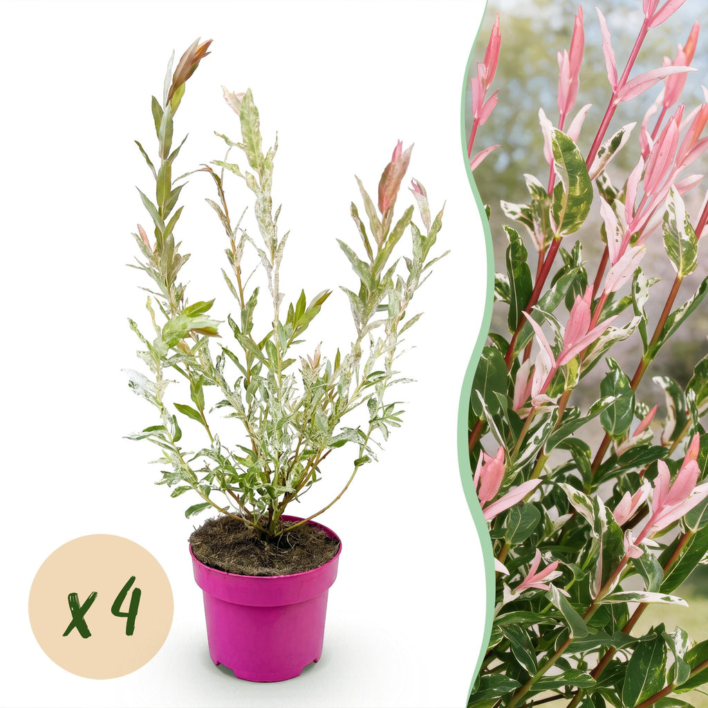 Salix 'Flamingo' (saule) – 4 plants, Ø17 cm, 40–50 cm de haut