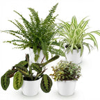 4× Callisia i hvid Potter-pyntepotte – Ø12 cm, 25 cm høj