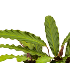 Calathea Rufibarba – Ø27 cm, 60–80 cm hoog