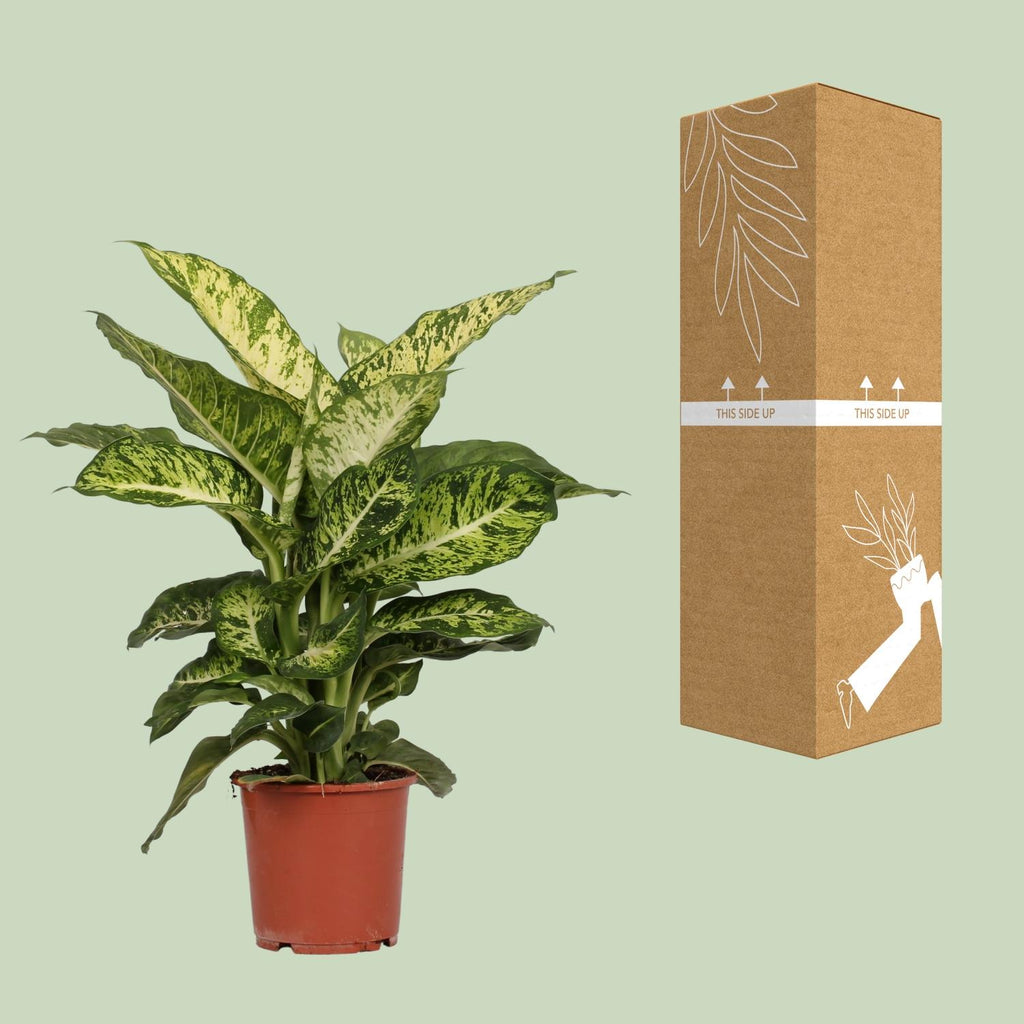 Dieffenbachia Mars – Ø17 cm, 50 cm hoog