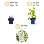 Delphinium 'Galahad' (Sch intentionssporn) – weiß – 24 Pflanzen, Ø11 cm, 15–25 cm hoch