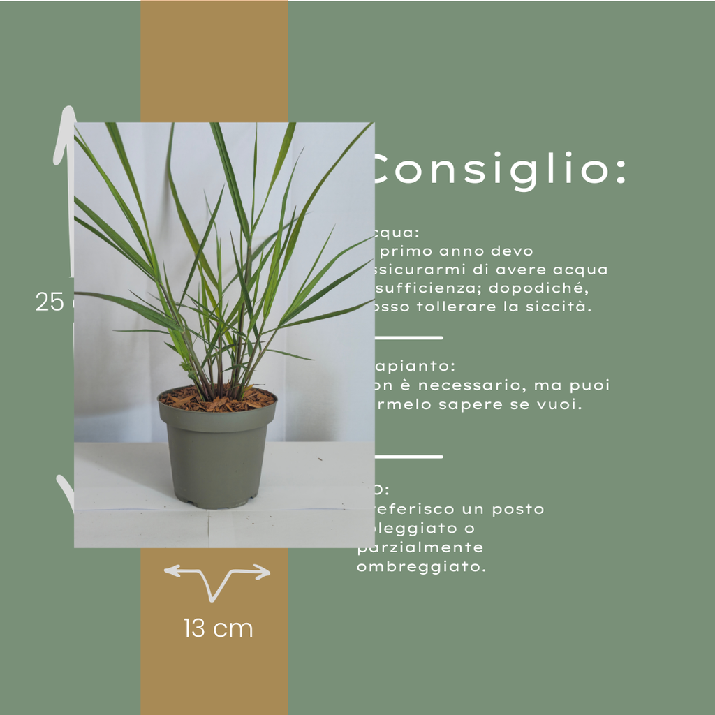 Panicum virgatum 'Rotstrahlbusch' (graminée aux couleurs automnales chaudes) – 3 plants, Ø12 cm – photo 10