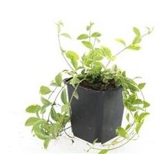 Vinca minor 'Aureovariegata' (almindelig eføy) – 24 planter, Ø9 cm, 10–25 cm høje
