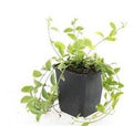 Vinca minor 'Aureovariegata' (almindelig eføy) – 24 planter, Ø9 cm, 10–25 cm høje