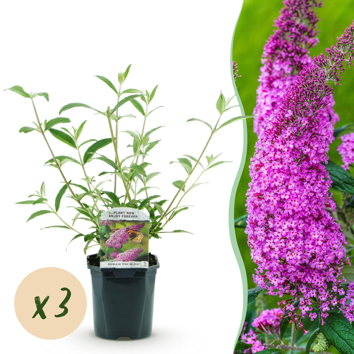 Buddleja davidii 'Pink Delight' (vlinderstruik) – roze – 3 planten, Ø17 cm, 45 cm hoog