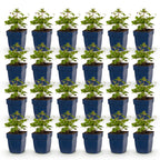 Anemone 'Tricolour' (Herbstanemone) – dunkelrosa-weiß – 24 Pflanzen, Ø 11 cm, 15–25 cm hoch