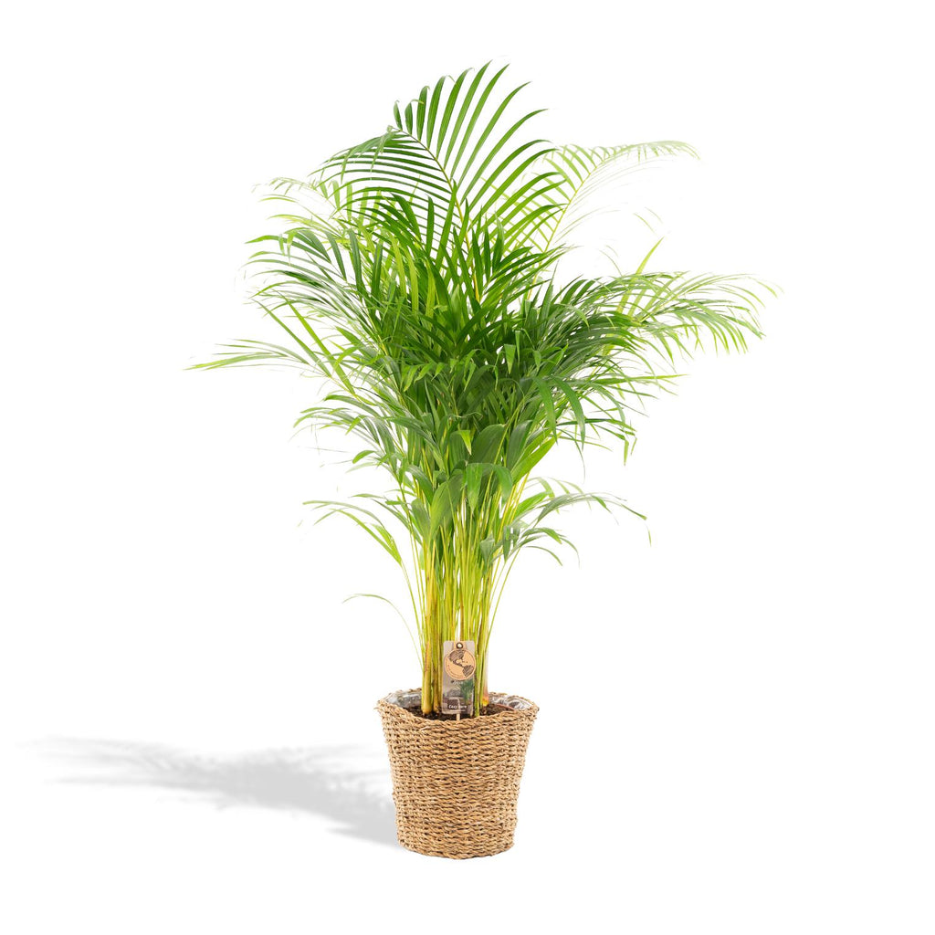 Areca (Dypsis) met mand – Ø21 cm