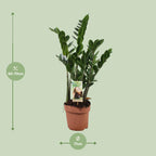 Zamioculcas zamiifolia (Glücksfeder) – Ø 17 cm, 70 cm hoch