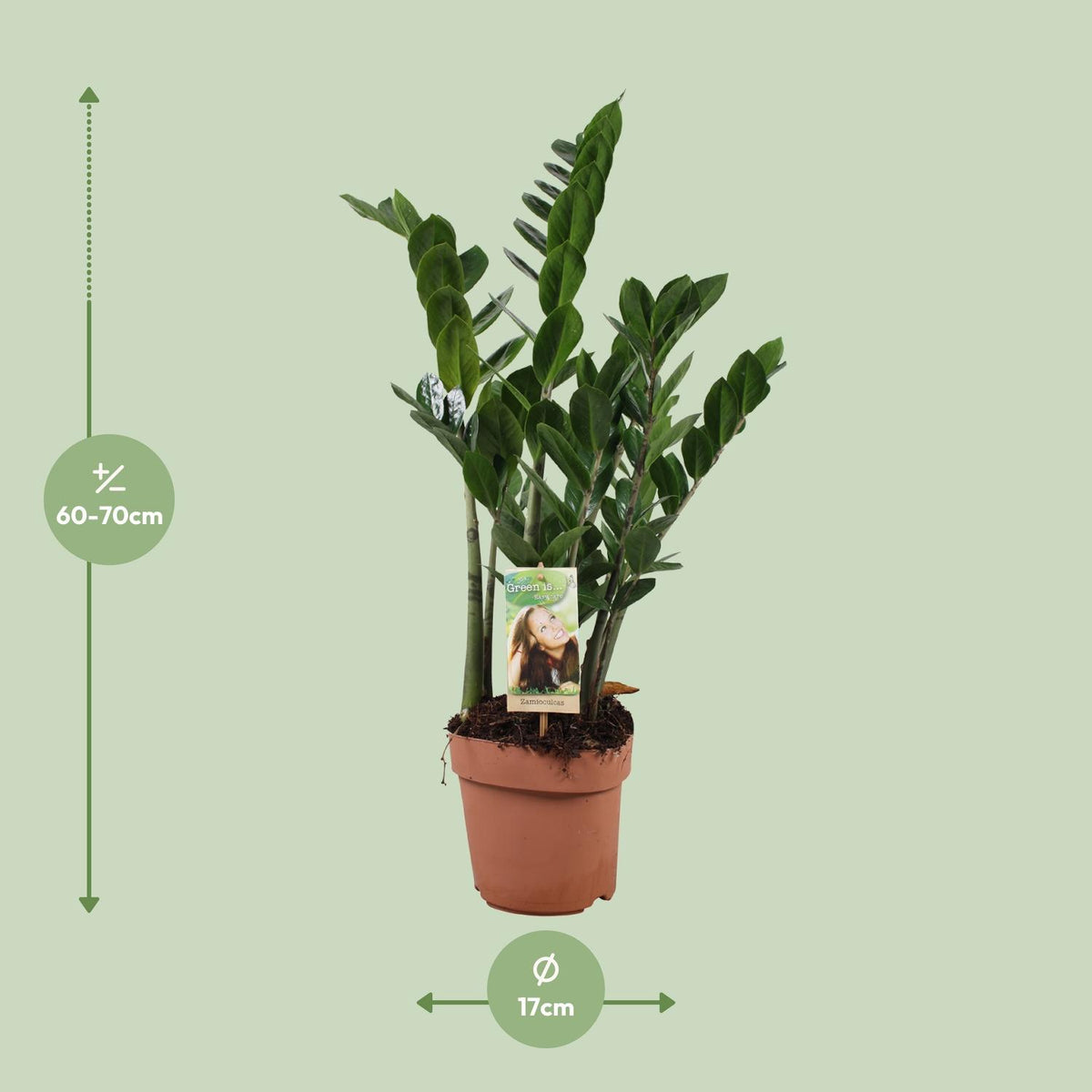 Zamioculcas zamiifolia (zz-plant) – Ø17 cm, 70 cm hoog