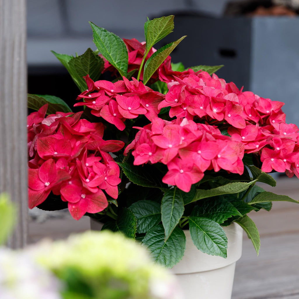 Hydrangea 'Magical Teusday &amp; Saphire' (Hortensie) – rot – Ø 23 cm, 55 cm hoch – Bild 5