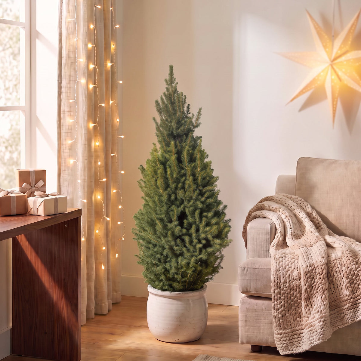 2× Picea glauca Conica (sapin de Noël) – Ø26 cm, 110 cm de haut