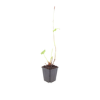 Persicaria anomala 'Alba' (gaillet) – 48 plants, Ø9 cm, 10–25 cm de haut