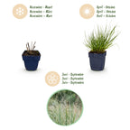 Panicum virg. 'Northwind' (Chinaschilf) – Ø11 cm, 15–25 cm hoch