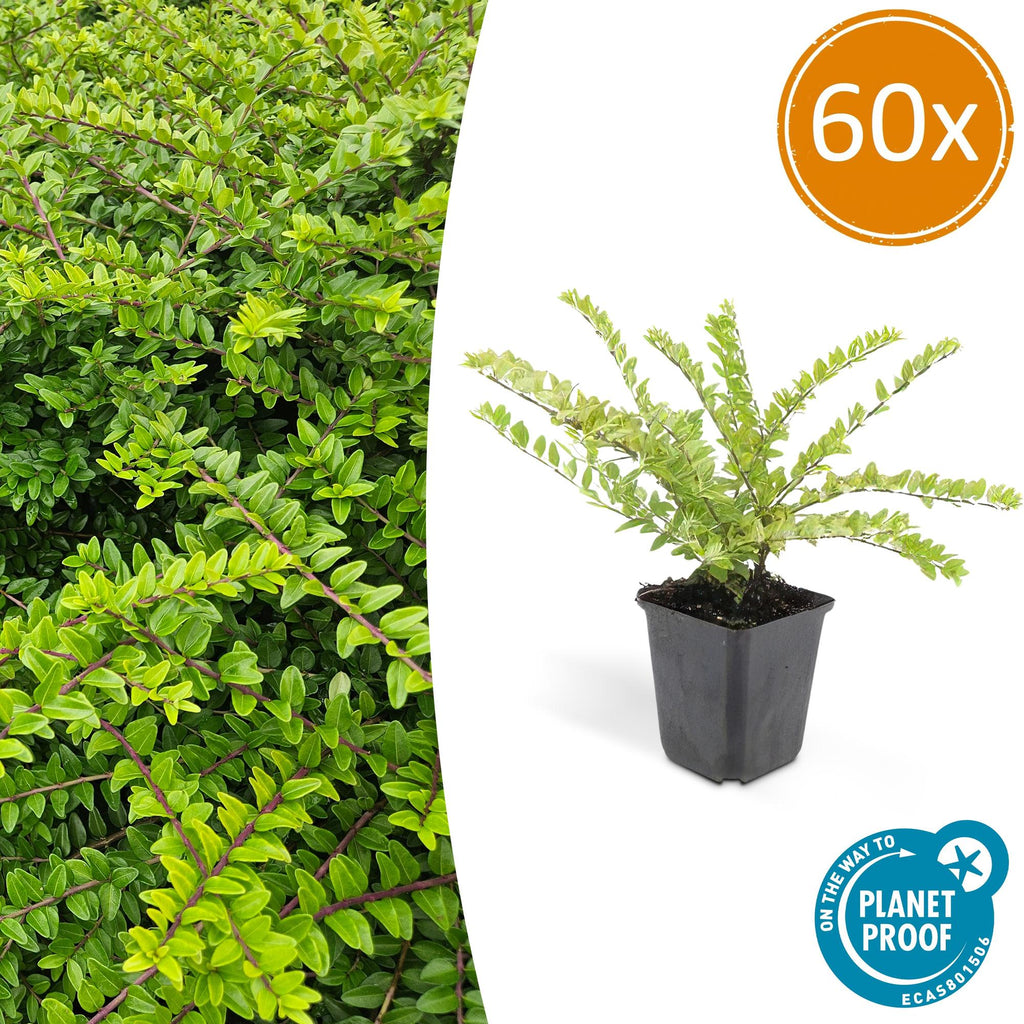 Lonicera nit. 'Maigrün' (Geißblatt) – 60 Pflanzen, Ø9 cm, 10–25 cm hoch – Bild 2