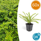 Lonicera nit. 'Maigrün' (Geißblatt) – 60 Pflanzen, Ø9 cm, 10–25 cm hoch