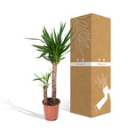 Yucca elephantipes – Ø21 cm, 100 cm høj – art. 3021