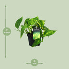 Epipremnum (scindapsus) – Ø12 cm, 20 cm hoog