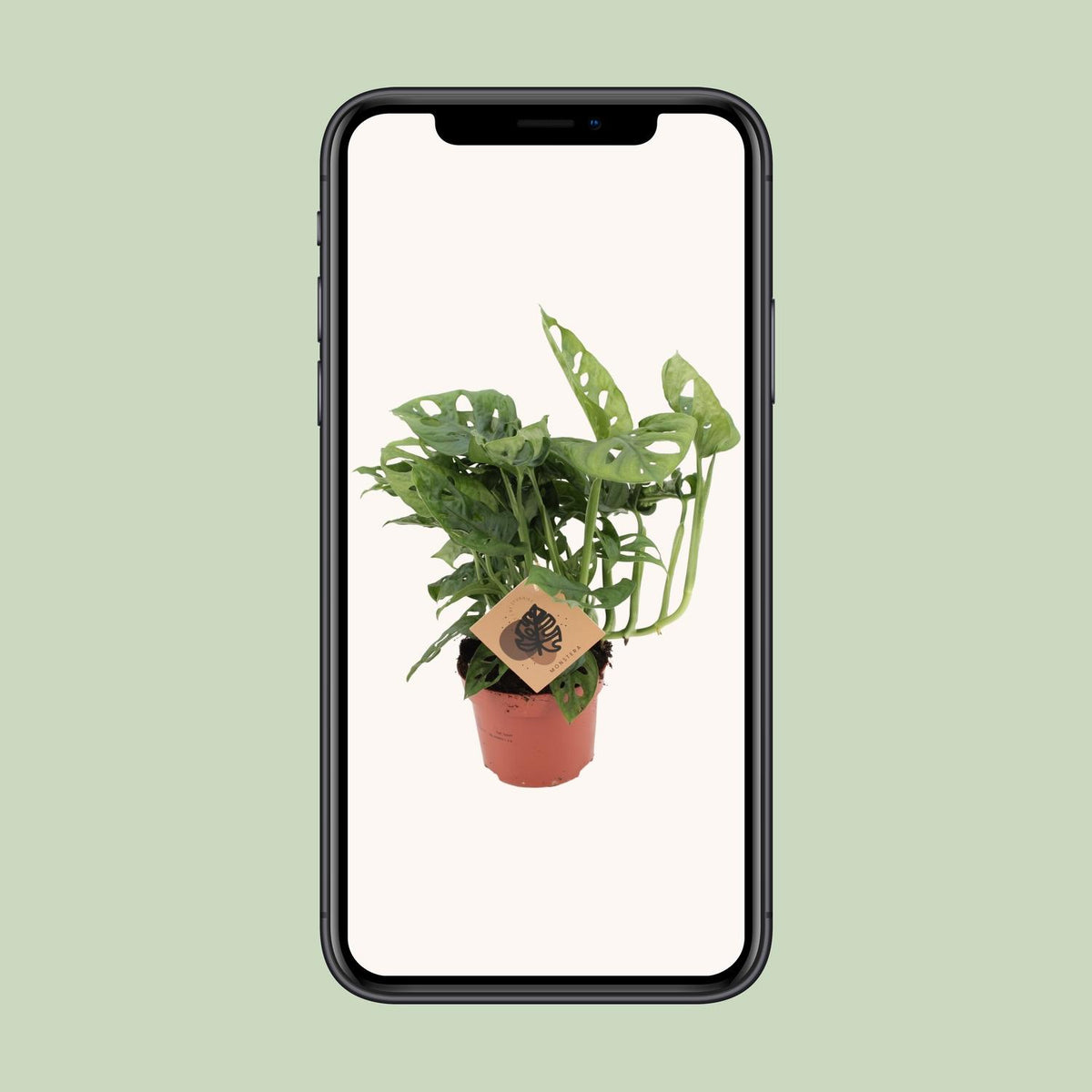 Monstera Monkey (Fensterblatt) – Ø12 cm, 30 cm hoch