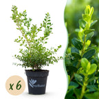 Buxus – 6 Pflanzen, Ø 13 cm, 30–35 cm hoch