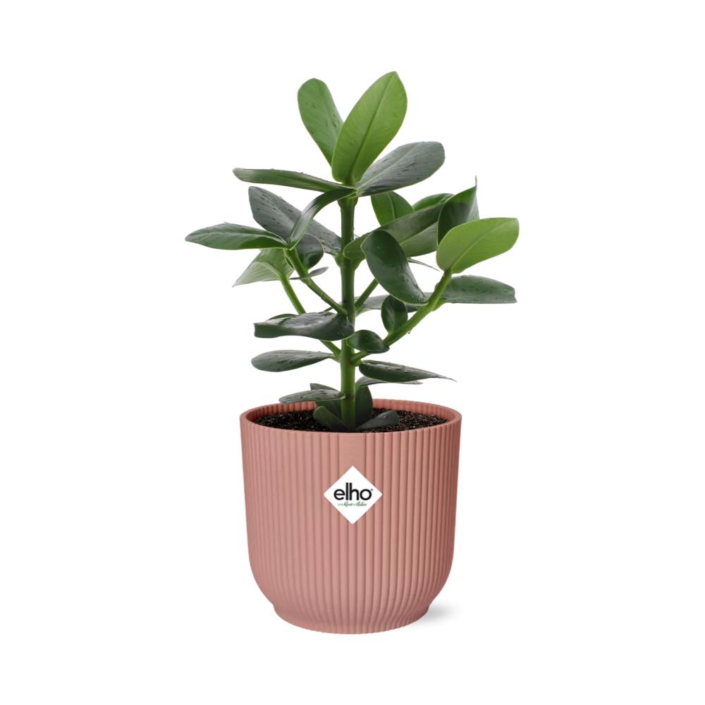 Clusia Princess in ELHO Vibes Fold 14cm rosa – 25 cm hoch