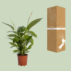 Spathiphyllum Bingo Cupido (peace lily) – Ø19 cm, 80 cm high