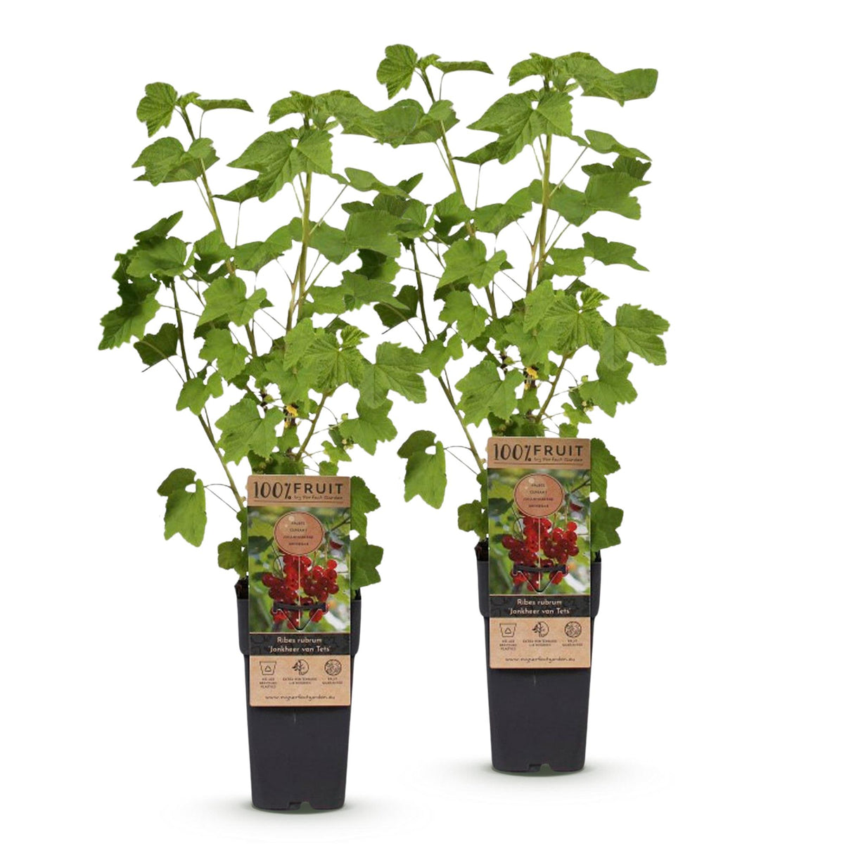 Ribes rubrum 'Jonkheer Van Tets' (bessenplant) – 2 planten, Ø15 cm, 50 cm hoog – foto 2