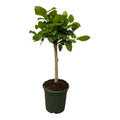 Ficus Altissimo variegata – Ø 21 cm, 100 cm hoch