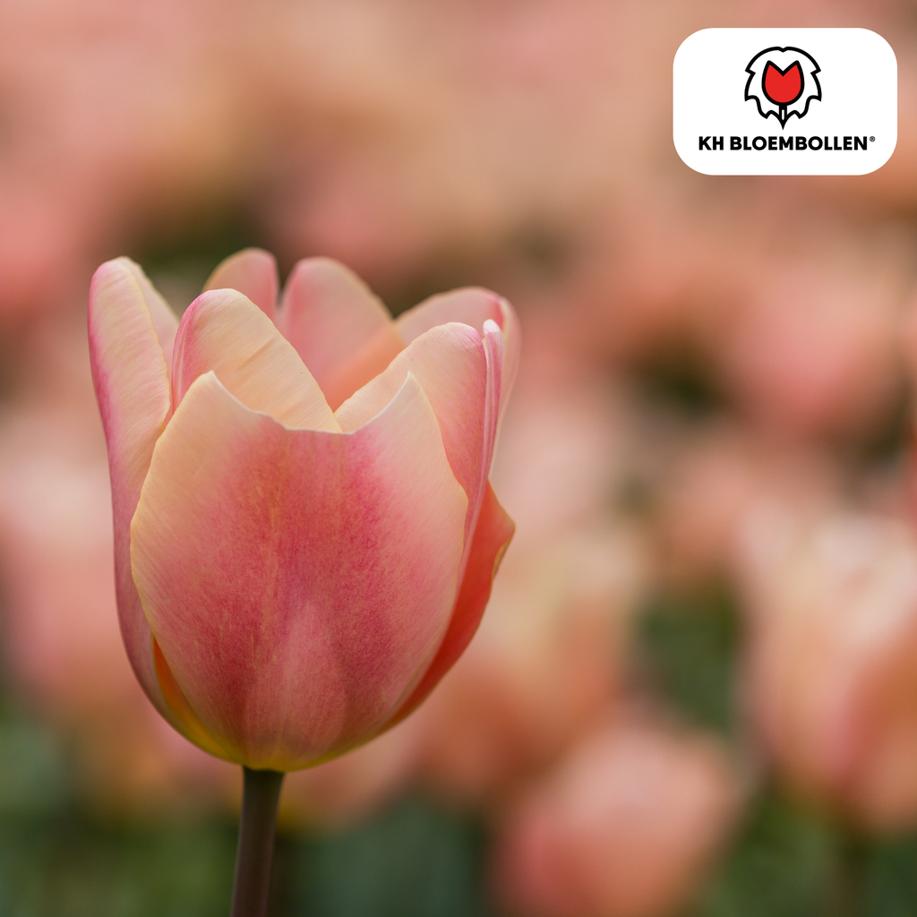 Tulipe 'Apricot Foxx' – 20 bulbes (taille 11/12)