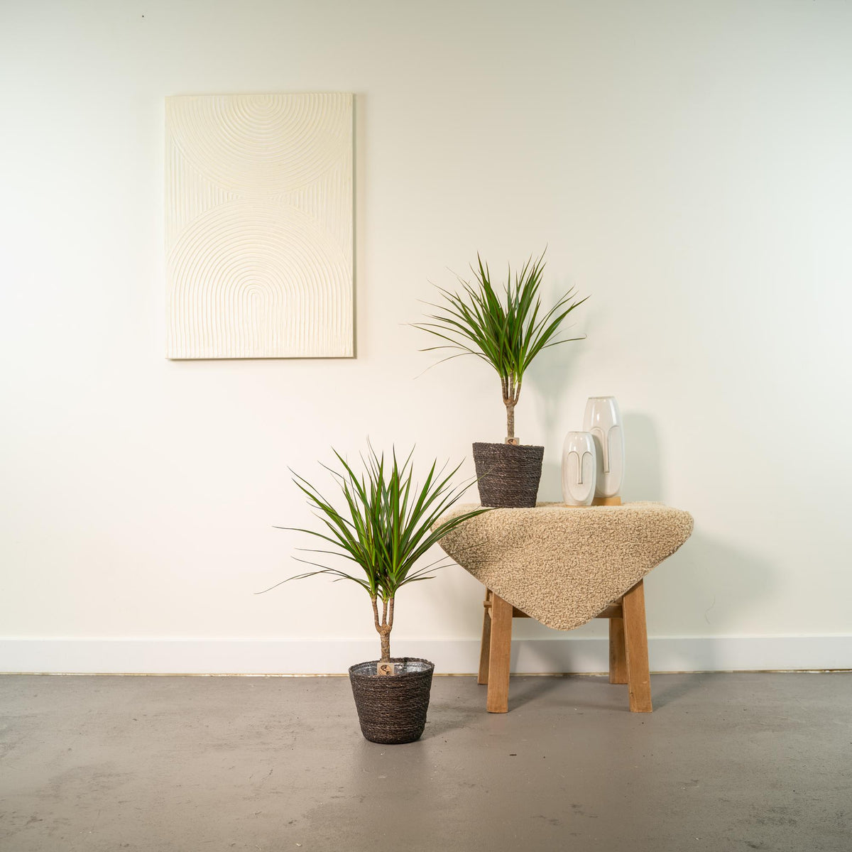 2× Dracaena (Drachenbaum) – Ø14 cm
