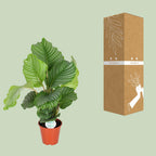 Calathea orbifolia – Ø17 cm, 60 cm høj