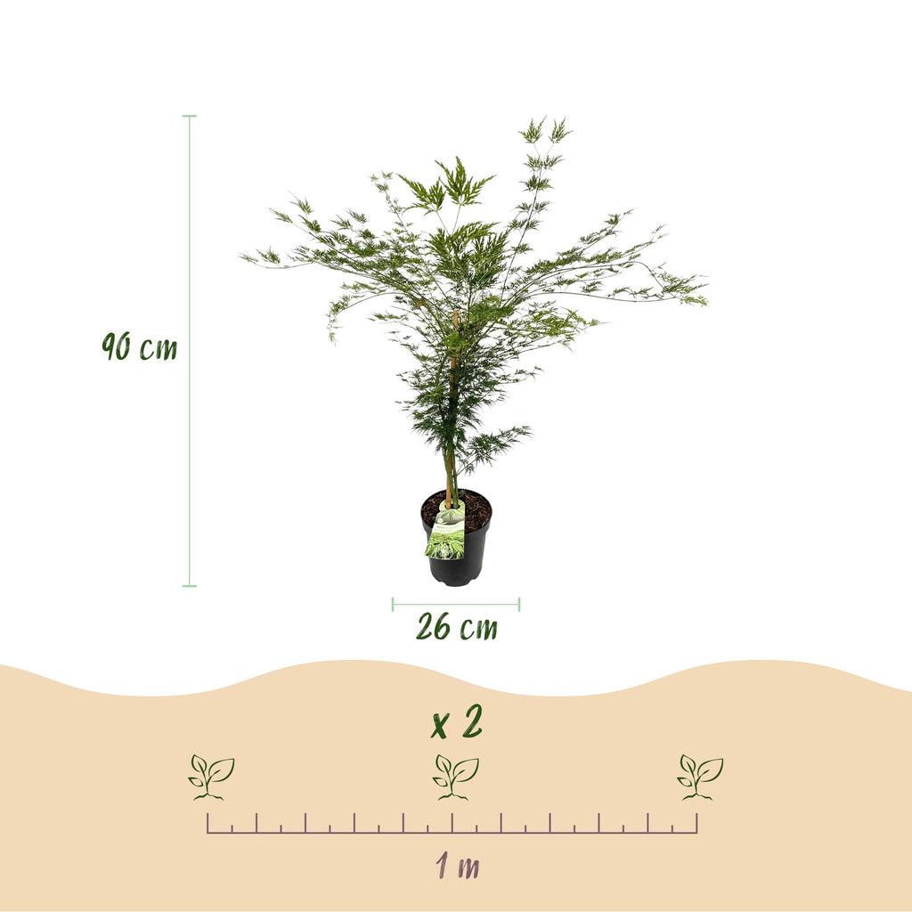 Acer palmatum 'Emerald Lace' (Japanse esdoorn) – Ø26 cm, 90 cm hoog – foto 3