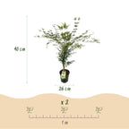 Acer palmatum 'Emerald Lace' (Japanse esdoorn) – Ø26 cm, 90 cm hoog