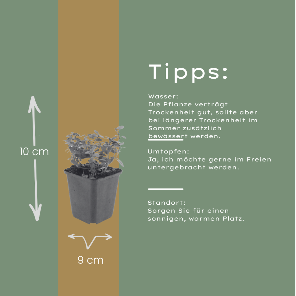 Origanum laevigatum 'Herrenhausen' (Oregano) – 24 Pflanzen, Ø 9 cm, 10–25 cm hoch – Bild 5
