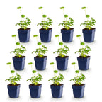 Astrantia major (sterrenkruid) – roze-wit – 12 planten, Ø11 cm, 15–25 cm hoog