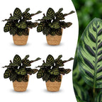4× Calathea makoyana avec panier – Ø12 cm, 25 cm de haut