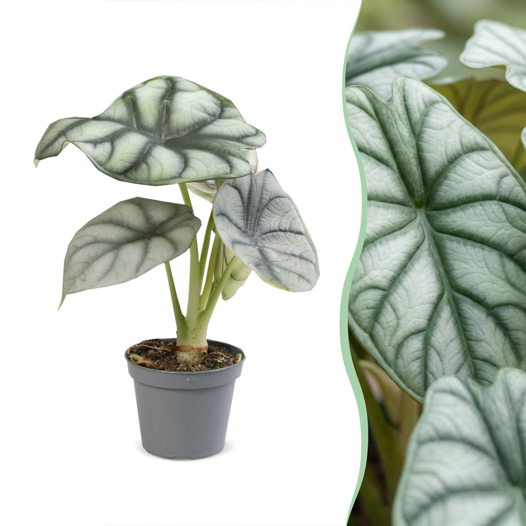 Alocasia Silver Dragon (elefantøre) – Ø6 cm, 12 cm høj