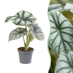 Alocasia Silver Dragon (elefantøre) – Ø6 cm, 12 cm høj