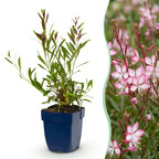 Gaura lindh. 'Rosyjane' (prachtkaars) – pink – 12 plants, Ø11 cm, 15–25 cm high
