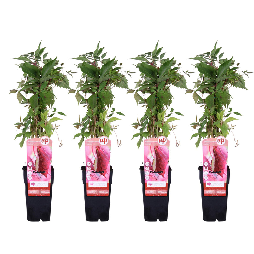 Parthenocissus q. (wild grape) – 4 plants, Ø15 cm, 65 cm high