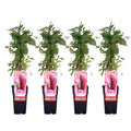Parthenocissus q. (wild grape) – 4 plants, Ø15 cm, 65 cm high