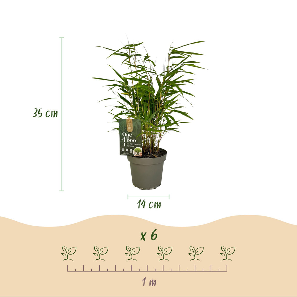Fargesia rufa (bambou) – 6 plants, Ø14 cm, 35 cm de haut – photo 3