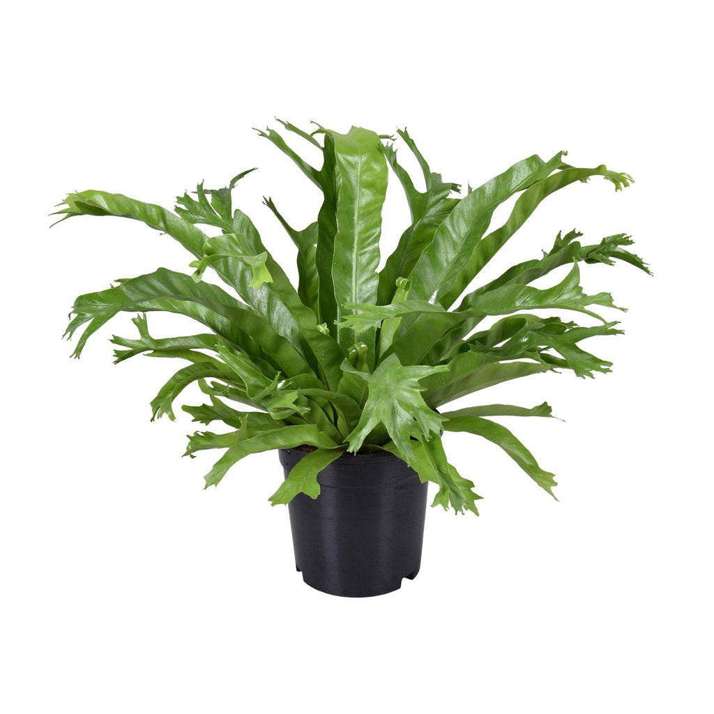 Asplenium nidus Crissie (vogelnestvaren) – Ø17 cm, 40 cm hoog