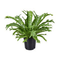 Asplenium nidus Crissie (vogelnestvaren) – Ø17 cm, 40 cm hoog